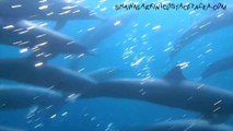 Freediving and Sounding with Spinner Dolphin Superpod Offshore Osa, Costa Rica