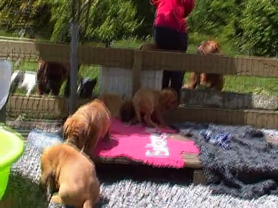 bébés de Zen-a et Jackpot 7 semaines