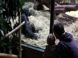 Nachwuchs bei den Menschenaffen im Zoo Zürich