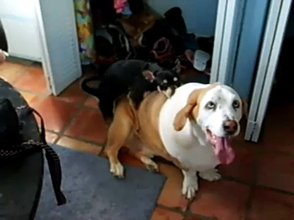 Little Dog Humping Big Dog!