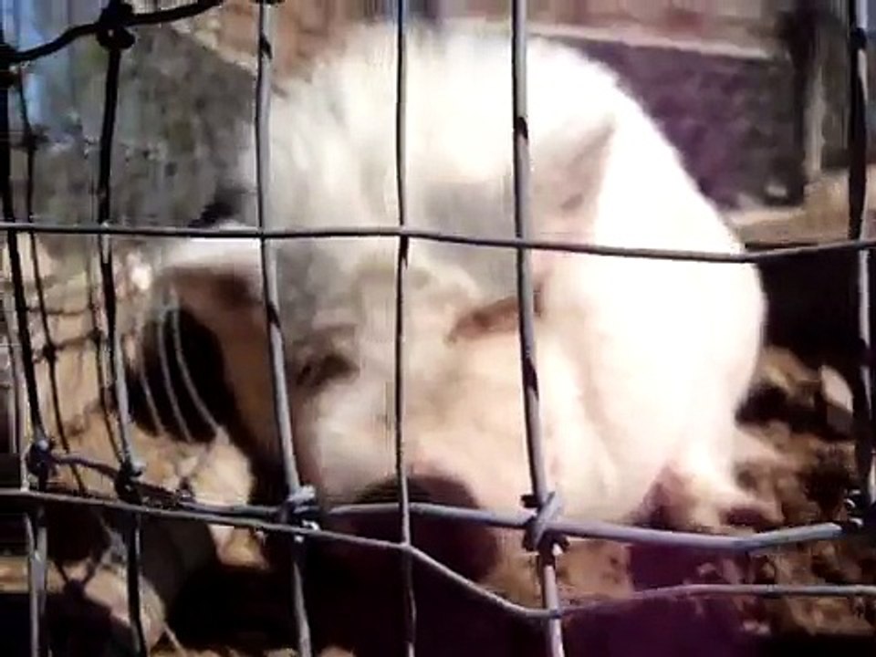 Funny Pig Noise (and gross)