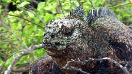 Living Dinosaurs of the Galapagos Islands