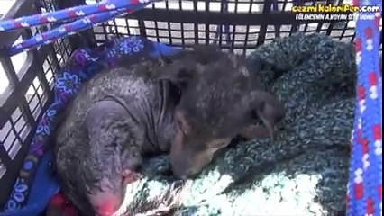 La vidéo de l'histoire de ce chiot va vous faire pleurer