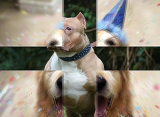 köpek maması sipariş