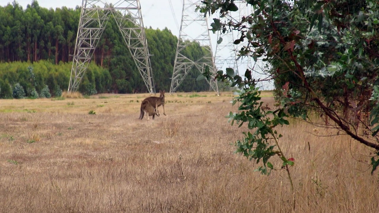 Le bébé kangourou de retour dans la poche