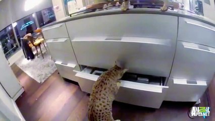 Thrill-seeking Savannahs Threaten Owner's Skydiving Gear | My Cat From Hell