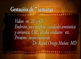 Ecografia 2D 3D y 4D embarazo 7 semanas Clinica Ginecologica Dr. Rafael Ortega Muñoz