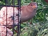 Female House Sparrow ~ British Birds UK