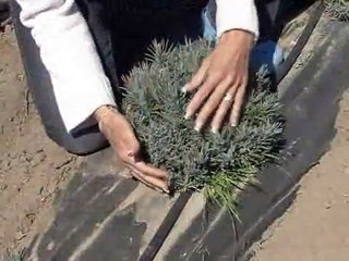 Lavender Guide : Lavender: Weeding