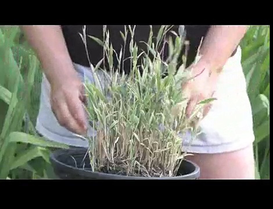 Gardening Tips : How to Care for Bamboo Plants