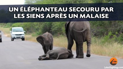 Un éléphanteau s’effondre sur la route, il est sauvé par les siens