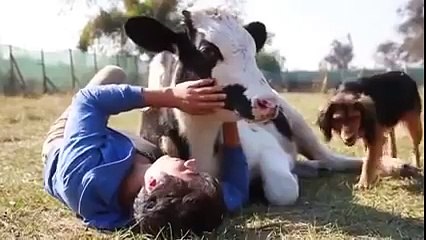 Kendini Sevdiren İnek