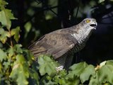 Falco pellegrino (Falco peregrinus): nidificazione su piattaforma artificiale in parete