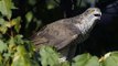 Falco pellegrino (Falco peregrinus): nidificazione su piattaforma artificiale in parete