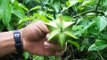 Investigadores peruanos estudian ecotipos del sacha inchi