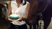 Un cheval souffle ses bougies d'anniversaire : trop marrant!