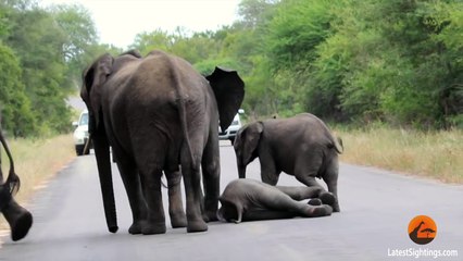 Un éléphanteau évanoui sur la route sauvé par son troupeau !