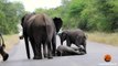 Elephant Calf Rescued By Herd After Collapsing Is A Tidal Wave Of The Feels