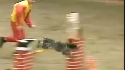 The fastest dog in the Universe!