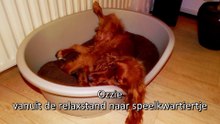 Cocker Spaniël Ozzie - middagspeelkwartiertje / Spijkenisse 2015