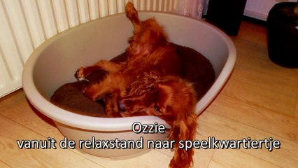 Cocker Spaniël Ozzie - middagspeelkwartiertje / Spijkenisse 2015