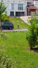 Oiseau dans le jardin