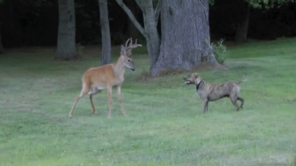 Geyik Köpeğe Saldırıyor