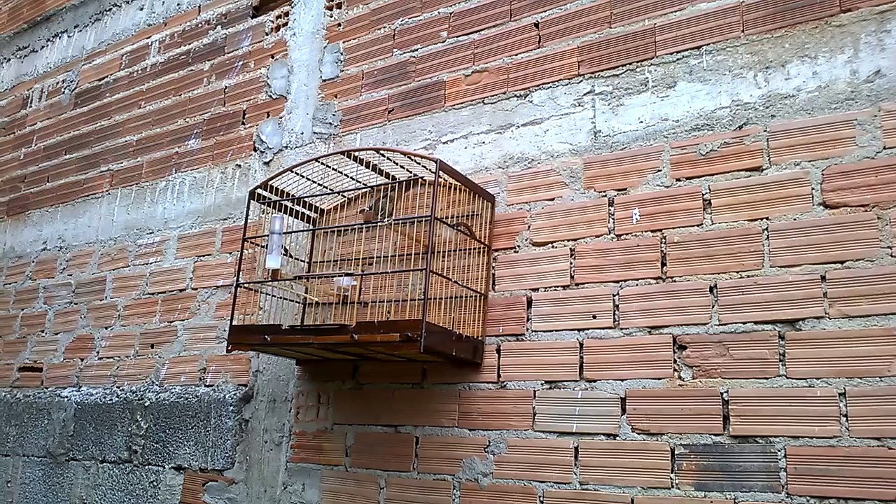 Trinca Ferro Boi Clássico 3 notas com Boi