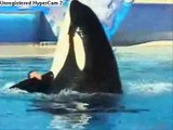 Orca and trainers - you'll be in my heart