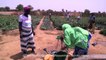 Burkina Faso le réchauffement climatique qui épuise les sols : jardin de santé