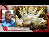 TV3 - Divendres - Viatge al fons marí del Cap de Creus