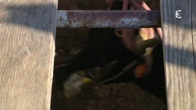 Raseteurs et courses camarguaises dans les arènes de Vestric