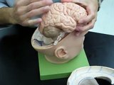 Cranial Meninges