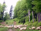 Sheep mob - Romania - Busteni (On way to Urlatoarea waterfall Cascada)