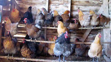 Noisy Chickens