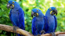 Blue Macaw  Bird Song ~ Bird Call