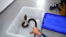 Samar Cobras Eating Take Away