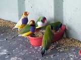 Dinner Time for my Gouldian Finches