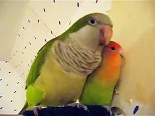Pico the Quaker Parrot and Love bird calling the Kitty