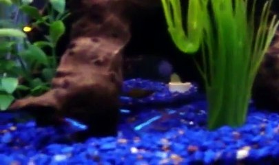 27g Tropical Community Fish tank