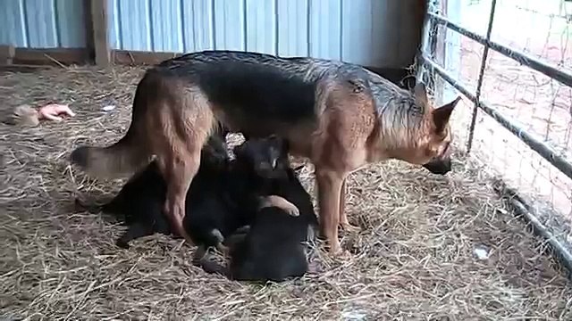 german shepherd puppies 6 weeks old in Huntsville, Alabama