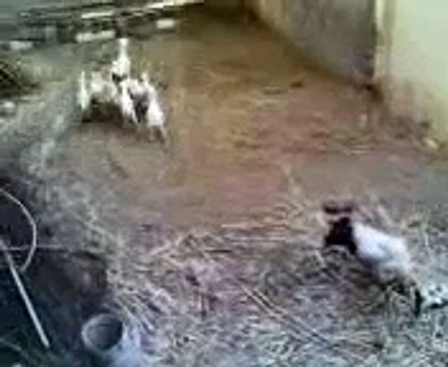 Funny Sheep mask خروف مخيف فلم رعب