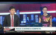 Dog Agility - Channel News Asia Singapore Tonight 8 May 2015