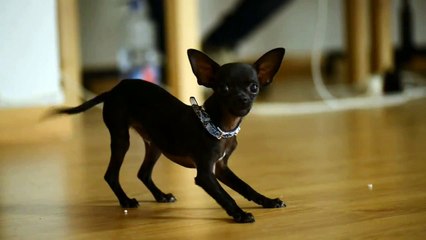 Chihuahua barking