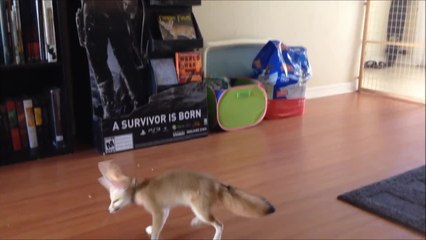 Baby fox loves playing with bubbles!