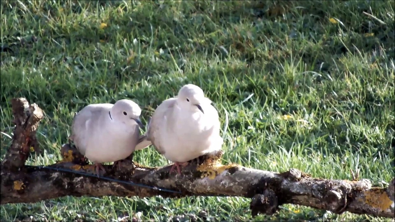 Un amour de tourterelles