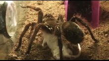 Tarantula (Theraphosa blondi) eating mouse