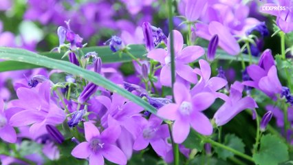 Un geste pour la planète: jardiner au naturel