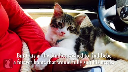 Special Needs Manx Kitten Finds His Forever Home in Arizona - Bebe's Roadtrip