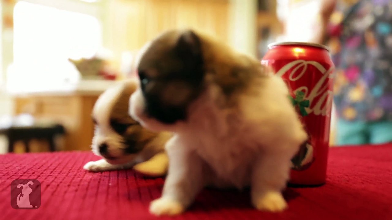 Tiny Pomeranian Puppies Are The Size of Coke Can